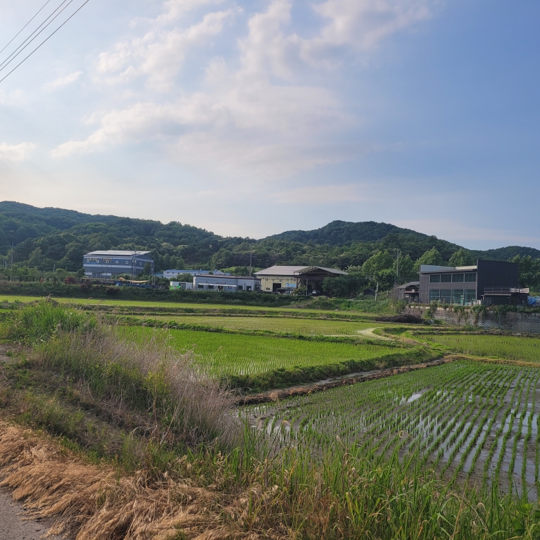 와촌리 논 (생산, 보전, 농림)