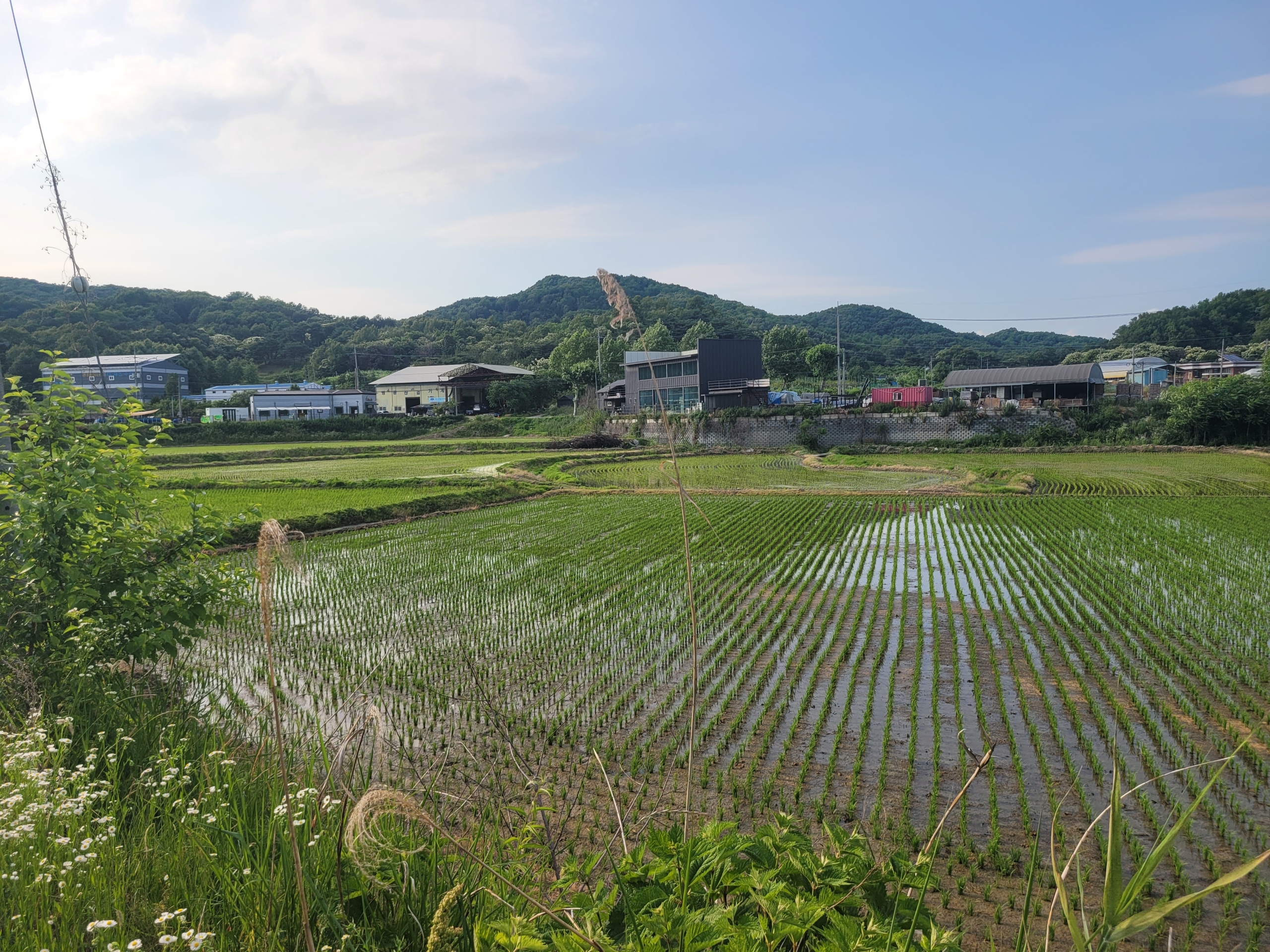 와촌리 논 (생산, 보전, 농림)