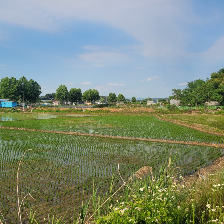 와촌리 논 (생산, 보전, 농림)