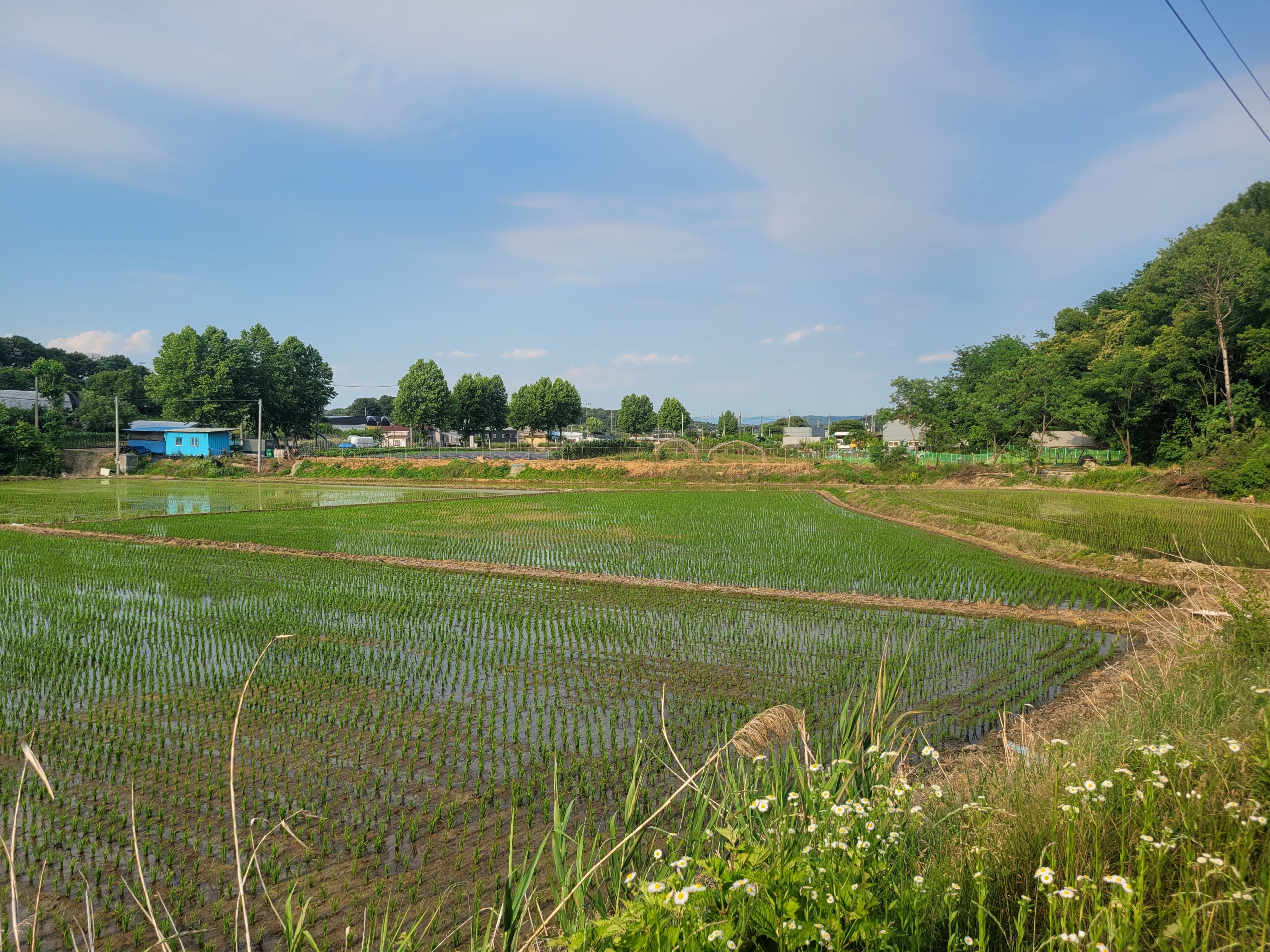 와촌리 논 (생산, 보전, 농림)