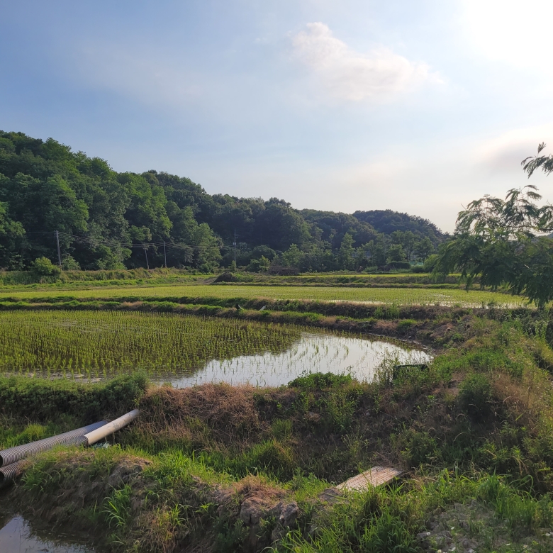와촌리 논 (생산, 보전, 농림)