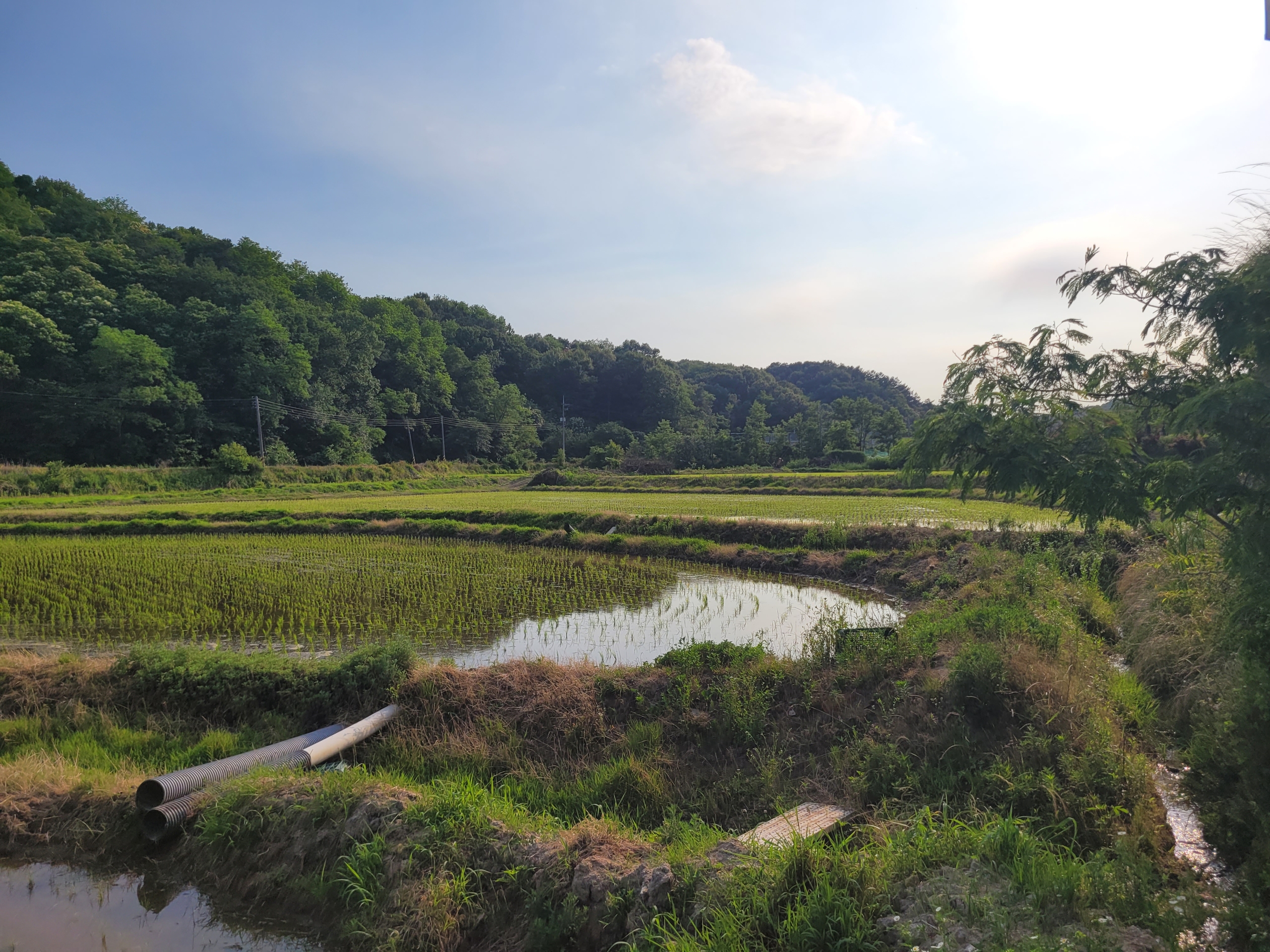 와촌리 논 (생산, 보전, 농림)