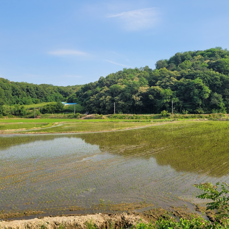 와촌리 큰 땅 (생산, 보전, 농림)