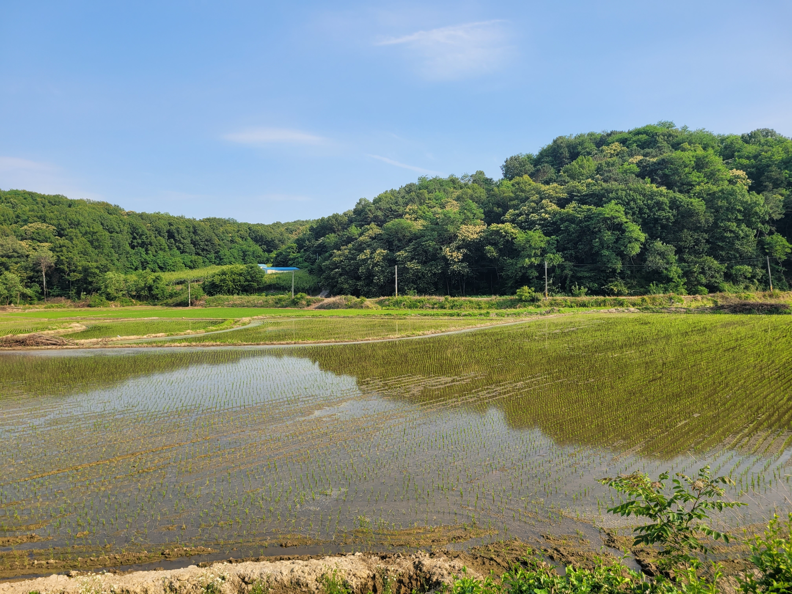 와촌리 큰 땅 (생산, 보전, 농림)
