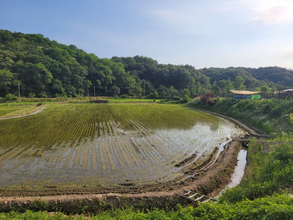 와촌리 논 (생산, 보전, 농림)
