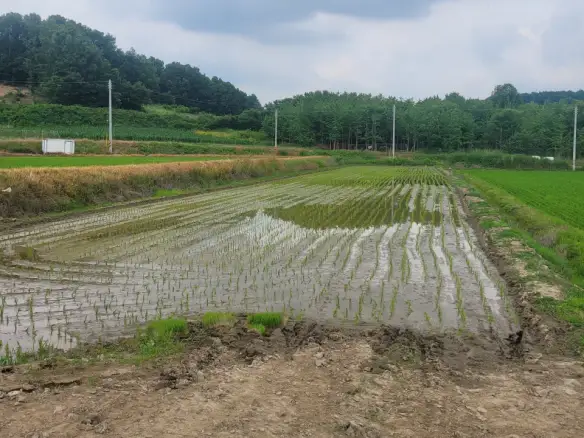 연기면 수산리 농림지역