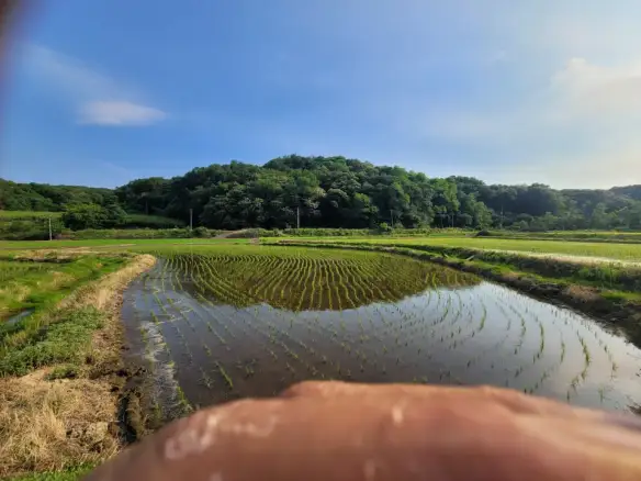 연기면 와촌리 큰 땅