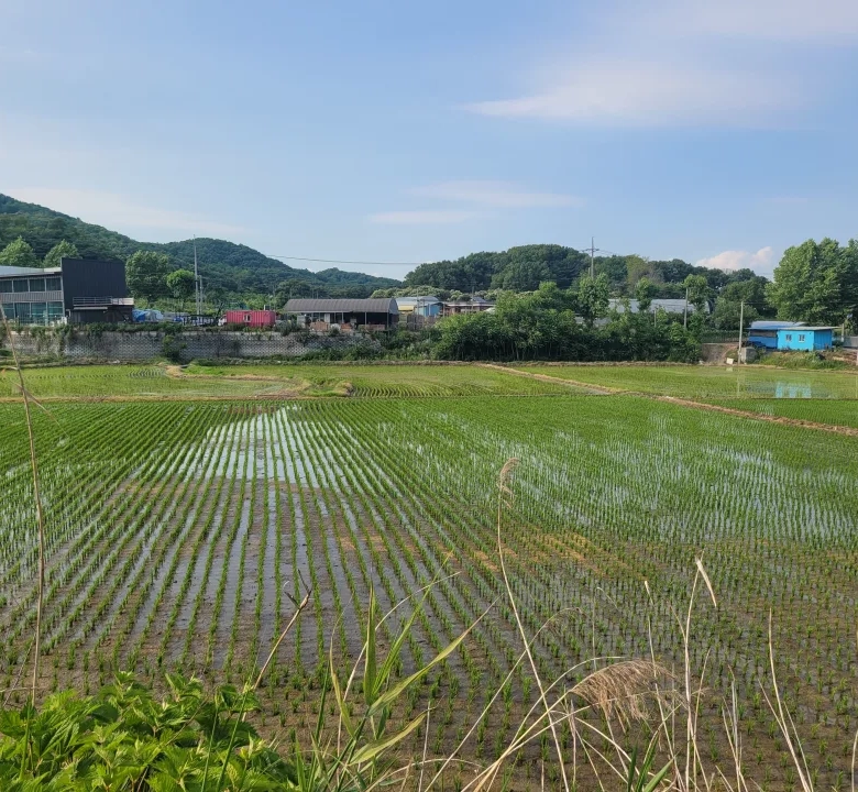 연기면 와촌리 큰 땅