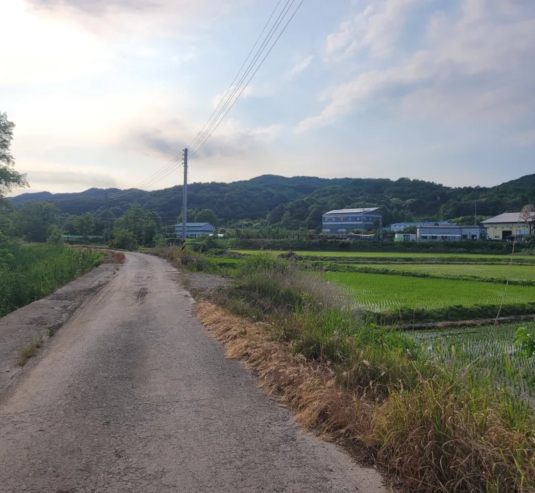 연기면 와촌리 큰 땅