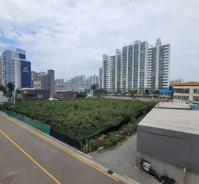조치원읍 죽림리 과수원