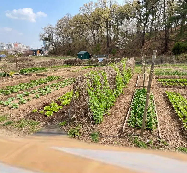 세종 조치원 서창리 일반주거지역