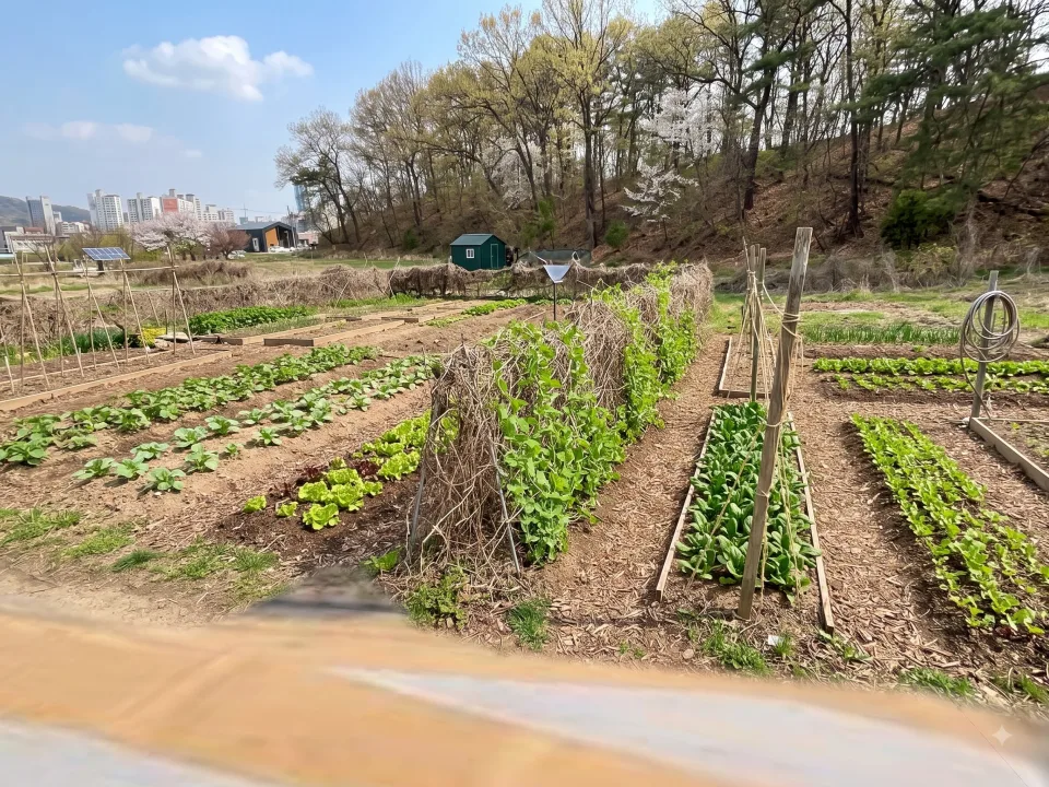 세종 조치원 서창리 일반주거지역